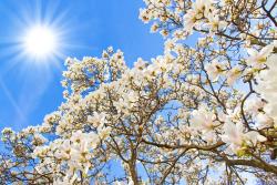 Wall Murals - Magnolia Flowers