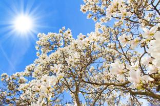 Fotomurales - Flores de Magnolia