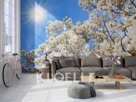 Magnolia blomster