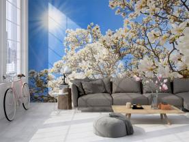 Magnolia blomster