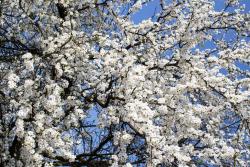 Fototapeten - Kirschblüten