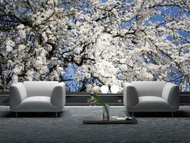 Kirsebærblomster