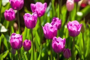 Fototapet - Tulipaner