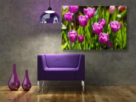 Fototapet - Tulipaner