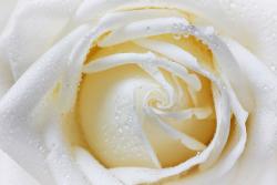 Murais de Parede - Rosa
