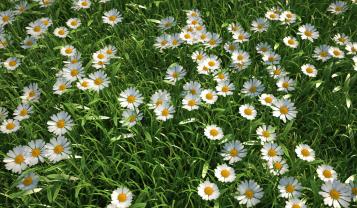 Wall Murals - White Daisy Flowers