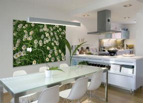 Wall Murals - White Daisy Flowers