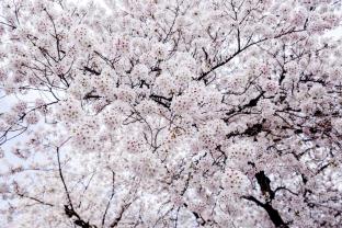 Wall Murals - Cherry Blossoms Sakura
