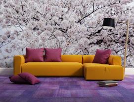 Wall Murals - Cherry Blossoms Sakura