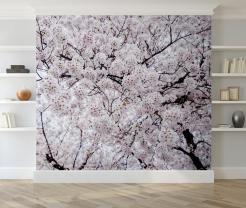 Kirsebærblomster Sakura