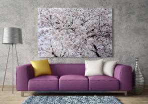 Wall Murals - Cherry Blossoms Sakura