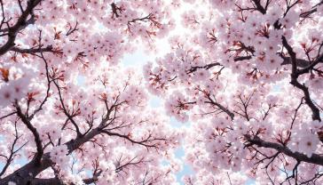 Fotobehang - Kersenbloesems in Zacht Roze