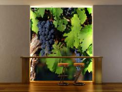 Vineyard