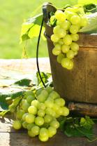 Fotomurales - Uvas