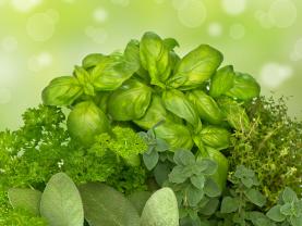 Fototapet - Aromatiske Urter