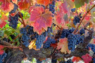 Fotomurales - Uvas Viña