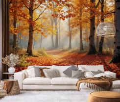 Calm Autumn Day in the Forest