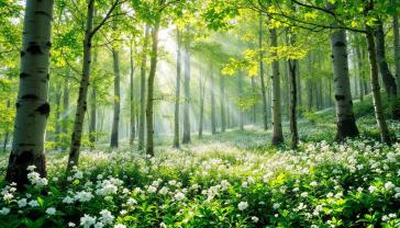 Murais de Parede - Dia de Primavera na Floresta