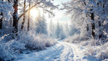 Fotobehang - Zonnige Dag in het Besneeuwde Bos