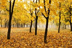 Fototapeten - Herbsttages