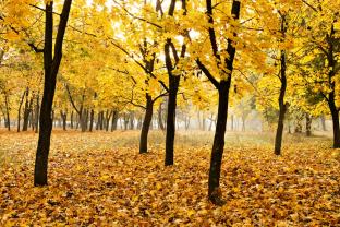 Wall Murals - Autumn Day