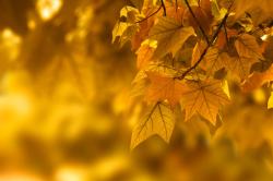 Fototapeten - Herbstlaub