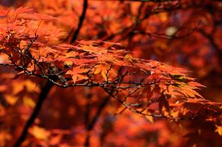 Fotobehang - Herfstkleuren