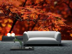 Colori d'autunno