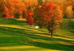 Wall Murals - Golf Course