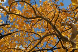 Fototapeten - Herbstfarben