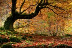 Fototapeten - Herbstfarben