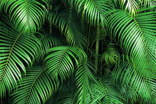 Fototapeter - Palmträd