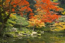 Fototapeten - Japanischer Garten