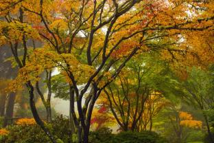 Fotomurales - Día de Otoño
