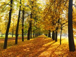 Fototapeten - Herbsttages