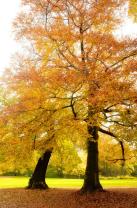 Fototapeten - Herbstbäume