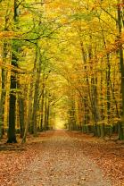 Fototapeten - Herbstbäume