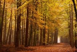 Fototapeten - Herbsttages