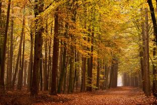 Fotomurali - Giorno di Autunno
