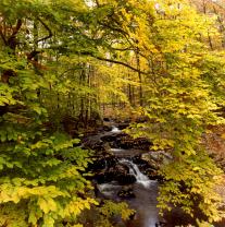 Fotomurales - Otoño Cascada
