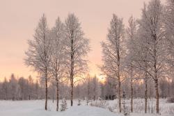 Fototapeten - Schnee