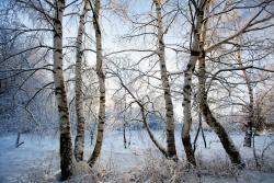 Fototapeten - Schnee