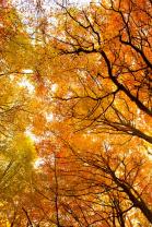 Fototapeten - Herbstbäume