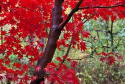 Papier Peint Photo - Feuilles