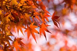 Fotomurali - Foglie di Autunno
