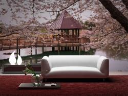 Cherry Blossoms
