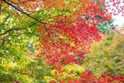 Papier Peint Photo - Feuilles d'automne