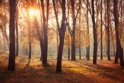 Fotomurali - Giorno di Autunno