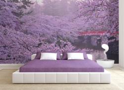 Cherry Blossoms