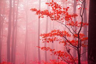 Fotomurali - Foglie Rosse